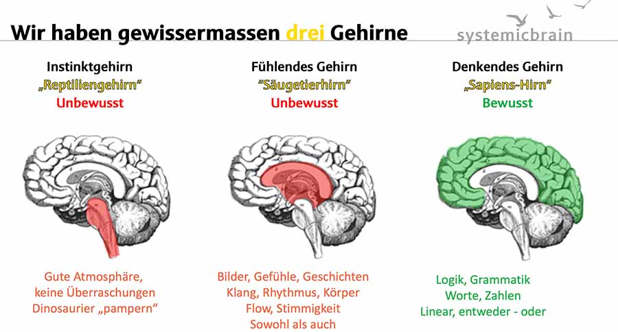 Der Mensch hat gewissermaßen drei Gehirne