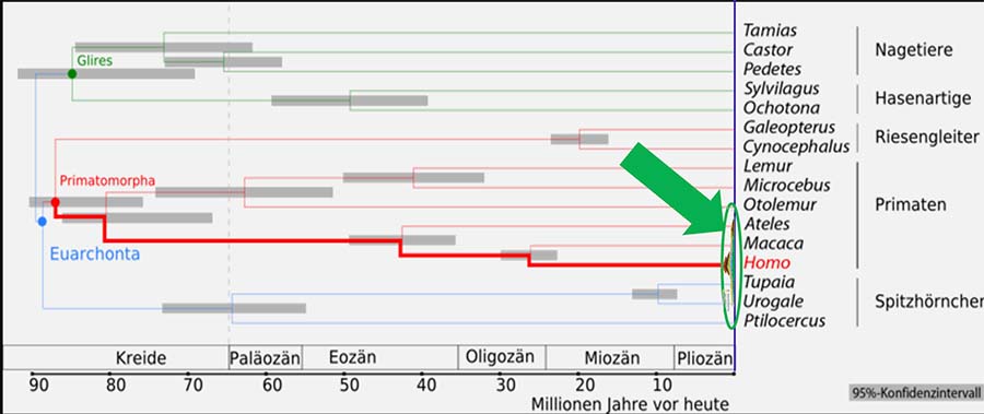 unsere kognitive Kompetenz ist jung (1)